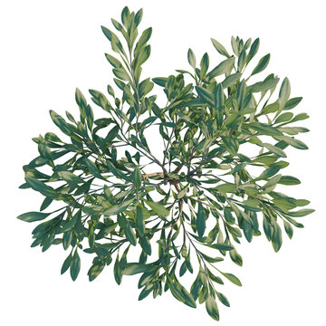 Olea europaea tree plan, top view, cutout, transparent background, isolate, Olive Tree Branch, Aerial View - Lush Green Foliage for Nature & Botanical Designs