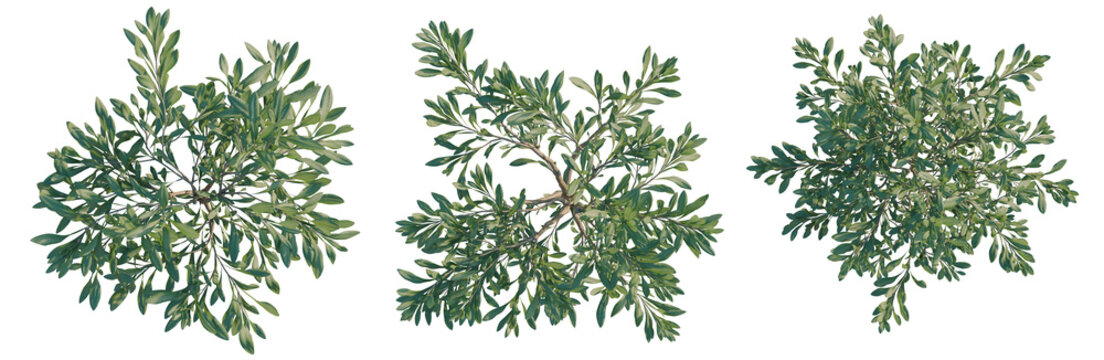 Olea europaea tree plan, top view, cutout, transparent background, isolate, Three sprigs of evergreen foliage arranged in a row - perfect for seasonal design elements.
