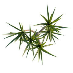 Yucca elephantipes tree plan, top view, cutout, transparent background, isolate, Spiky Yucca Plant with Branching Stems - Detailed 3D Render for Nature Designs © Peter Hai