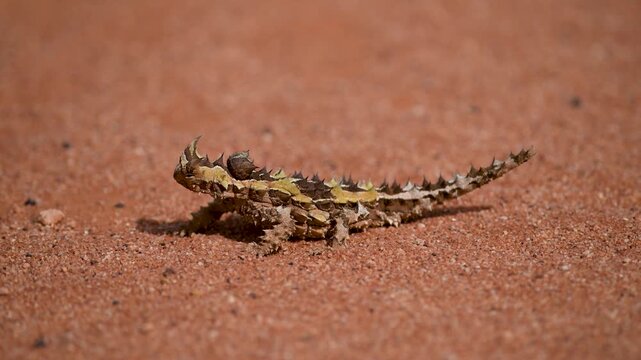 close up from thorny devil sits in red sand, Outback, Video, Western Australia, Australia