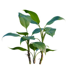Aglaonema modestum tree, elevation, front view, cutout, transparent background, isolate, Vibrant Green Philodendron Leaves on Black Background - Perfect for Botanical Designs © Peter Hai