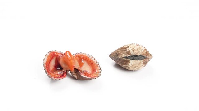 Hand putting shucked fresh blood cockle next to a whole shell on white background