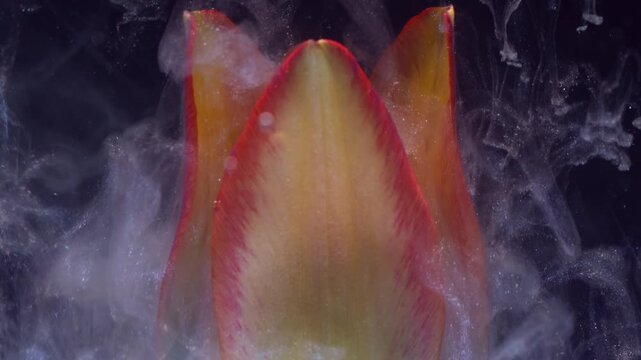 Sparkling petals. Flower drop paint. Defocused yellow red blue color tulip swirling white fog in water on abstract dark black background.
