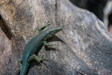 Obraz premium Sunlit Reptile Resting On Weathered Woodland Surface