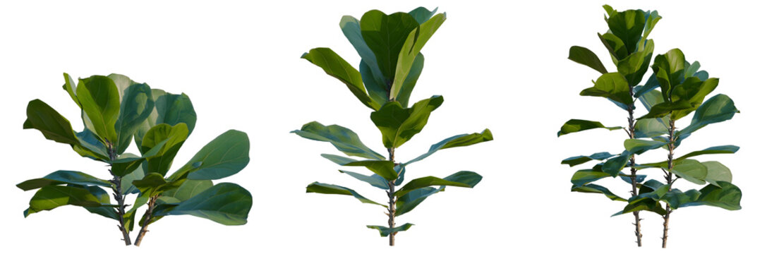 Ficus pandurata tree, elevation, front view, cutout, transparent background, isolate, Three Fiddle Leaf Fig Plant Clippings on a Transparent Background for Design Use