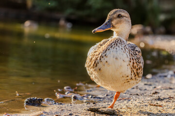 Fototapeta premium duck on the water