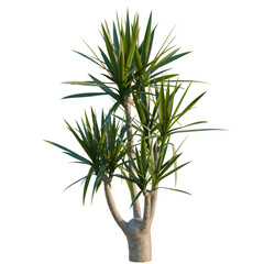 Fototapeta premium Yucca elephantipes tree, elevation, front view, cutout, transparent background, isolate, Dracaena fragrans 'Massangeana' Corn Plant - Tropical Houseplant for Interior Design and Decoration