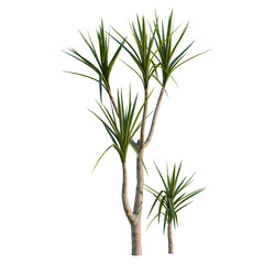 Obraz premium Yucca elephantipes tree, elevation, front view, cutout, transparent background, isolate, Dracaena Tree Isolated on Black Background - Tropical Plant for Design Elements