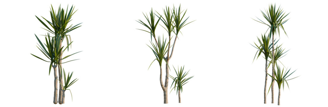Yucca elephantipes tree, elevation, front view, cutout, transparent background, isolate, Three Dracaena Trees with Clear Background - Perfect for Graphic Design and Landscape Elements