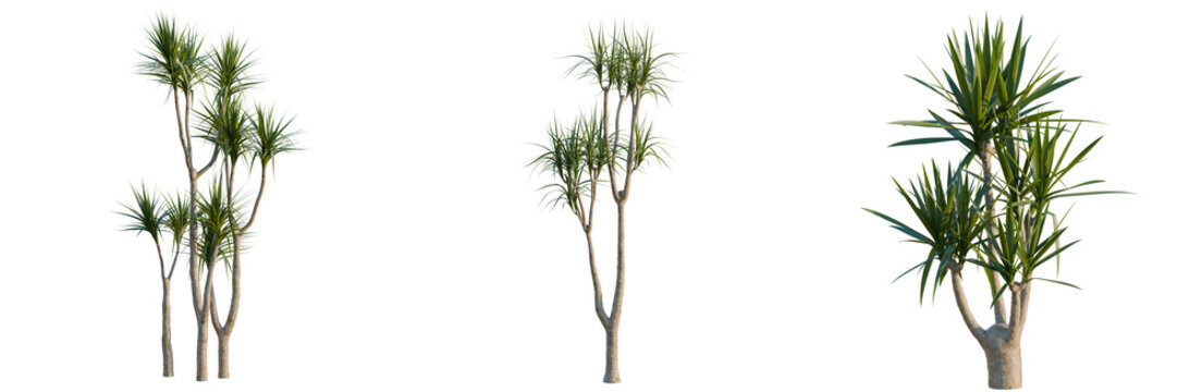 Yucca elephantipes tree, elevation, front view, cutout, transparent background, isolate, Three Dracaena Trees with Clear Background - Suitable for Design Projects