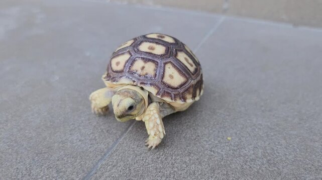A close-up shot of a small baby tortoise walking on a gray tiled floor, showcasing its beautifully patterned shell.