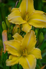 Obraz premium Yellow Daylily Flowers Blooming In Tropical Garden