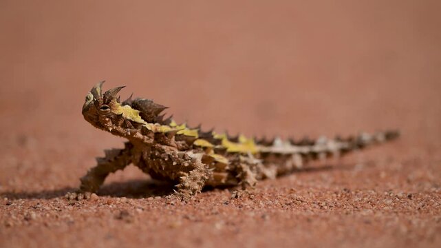 thorny devil sits sideways in red sand, closes the eyes, Outback, Video, Western Australia, Australia