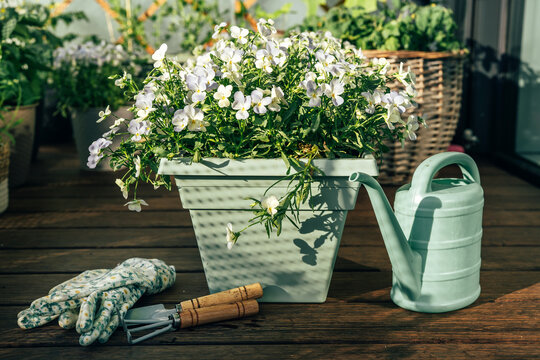 Blooming balcony flowers with gardening tools and watering can. Urban gardening and sustainable lifestyle concept