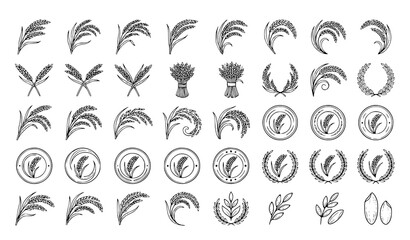 Hand Drawn Rice Grain Emblems and Ear Sketch Collection for Farming Labels and Bread Branding © MDNOYON
