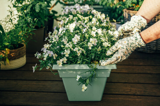 Woman hands in gloves in front of flower pot. Regular flower maintenance and home gardening activity