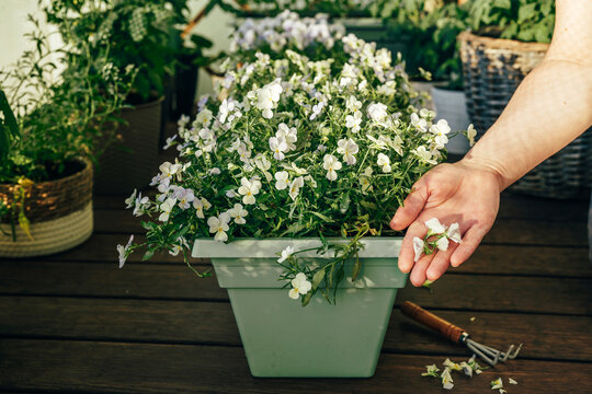 Removing faded blossoms from flowering plants in a balcony garden. Regular flower maintenance and home gardening activity