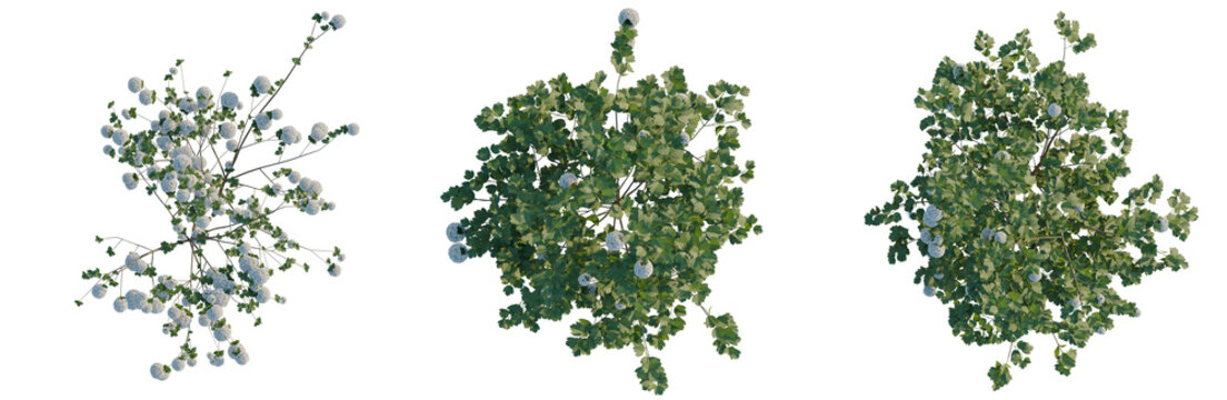 Viburnum opulus tree plan, top view, cutout, transparent background, isolate, Three bushes with berries and green leaves against a black background - 3d render