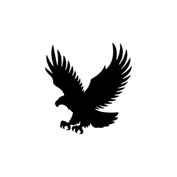 eagle hawk vector illustration