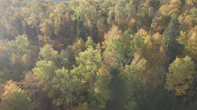 Drone flying slowly over a northern autumn forest on a misty morning looking at the colorful leaves
