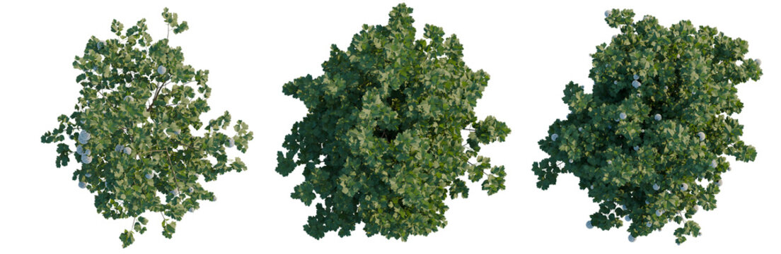 Viburnum opulus tree plan, top view, cutout, transparent background, isolate, Three Lush Green Bushes with Delicate Flowers - Ideal for Landscape Design Elements and Digital Art.