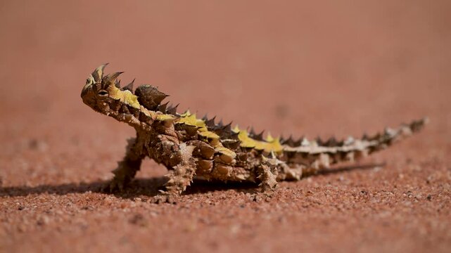 thorny devil looking around in the Outback, lizard, Western Australia