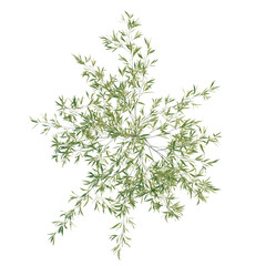 Fototapeta premium Salix babylonica tree plan, top view, cutout, transparent background, isolate, Detailed Bamboo Branch with Lush Green Leaves - Nature Stock Photo for Design Projects