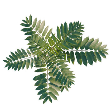 Toona sinensis tree plan, top view, cutout, transparent background, isolate, Elegant Arrangement of Compound Leaves on a Black Background &ndash; Natural Botanical Pattern