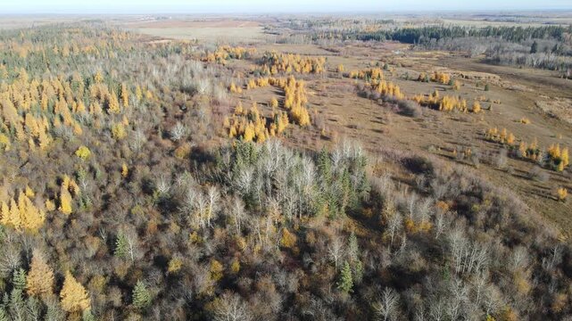 Aerial view looking down on an autumn leafless prairie forest with bright golden larch trees
