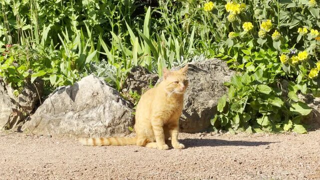 A beautiful ginger cat sits calmly on a gravel path. The curious feline enjoys the bright sun in front of a green garden, evoking a peaceful and content feeling.