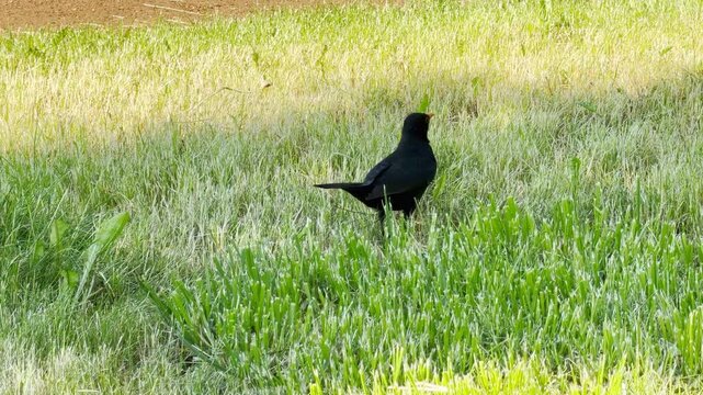 A lonely blackbird stands gracefully on a sunny green lawn. The alert bird watches its peaceful park surroundings quietly.