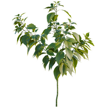 Cinnamomum camphora tree, elevation, front view, cutout, transparent background, isolate, Detailed Green Plant with Lush Foliage on a Black Background &ndash; Perfect for Nature Designs