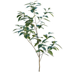 Ligustrum lucidum tree, elevation, front view, cutout, transparent background, isolate, Young Green Tree with Leaves - High Detail Stock Photo for Natural Backgrounds and Design Elements © Peter Hai