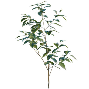 Ligustrum lucidum tree, elevation, front view, cutout, transparent background, isolate, Young Green Tree with Leaves - High Detail Stock Photo for Natural Backgrounds and Design Elements