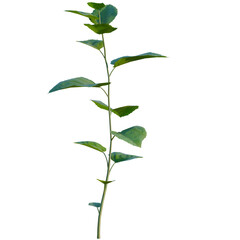 Obraz premium Morus alba tree, elevation, front view, cutout, transparent background, isolate, Detailed Green Plant Stem with Leaves - Natural Botanical Illustration for Design Projects