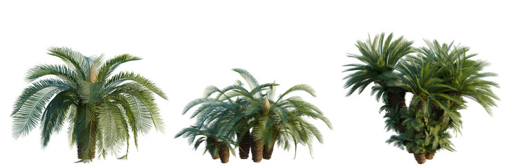 Cycas revoluta tree, elevation, front view, cutout, transparent background, isolate, Set of three tropical palm trees with detailed leaves - perfect for game design and landscaping. © KP Stock