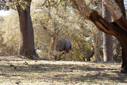 Rhea bird grazing in cork oak forest woodland