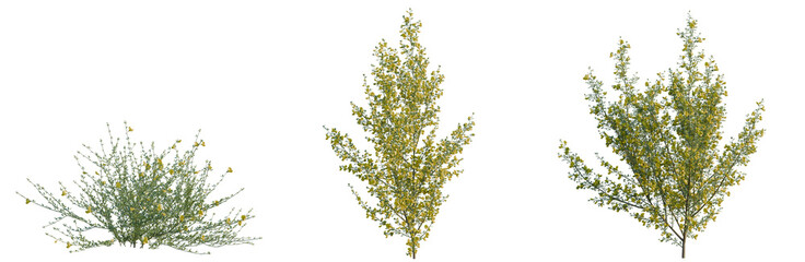 Fototapeta premium Cytisus scoparius tree, elevation, front view, cutout, transparent background, isolate, Three stylized bushes with yellow flowers - 3D render digital art for landscaping design