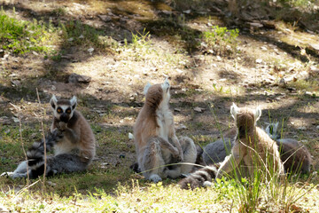 Fototapeta premium Ring-tailed lemurs resting and observing in natural habitat