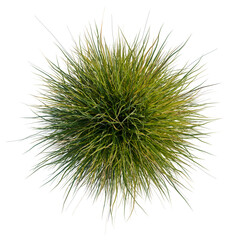 Obraz premium Calamagrostis arundinacea tree plan, top view, cutout, transparent background, isolate, Dense Green Grass Mound with Spiky Texture on Black Background - Nature Close-Up
