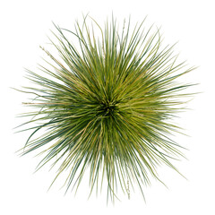 Fototapeta premium Carex appressa tree plan, top view, cutout, transparent background, isolate, Dramatic aerial view of a yucca plant with radiating spines against a dark background.