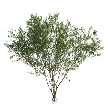 Ligustrum vulgare tree, elevation, front view, cutout, transparent background, isolate, Detailed 3D Render of a Green Bush Tree with Visible Roots on Black Background