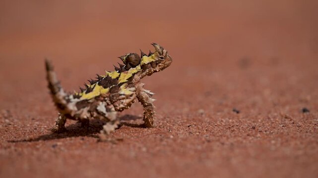 thorny devil isolated in the Outback, close up, lizard, Video, Western Australia