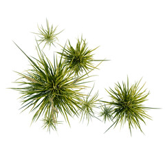Obraz premium Carex appressa tree plan, top view, cutout, transparent background, isolate, Group of Yucca Plants with Flowers - Elegant Botanical Arrangement on Black Background