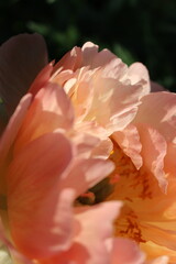 Blooming peony flower in sunlight © Olha Rohach
