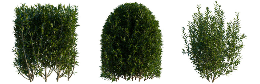 Ligustrum vulgare tree, elevation, front view, cutout, transparent background, isolate, Three neatly trimmed green bushes of different shapes on a black background - perfect for landscaping design.