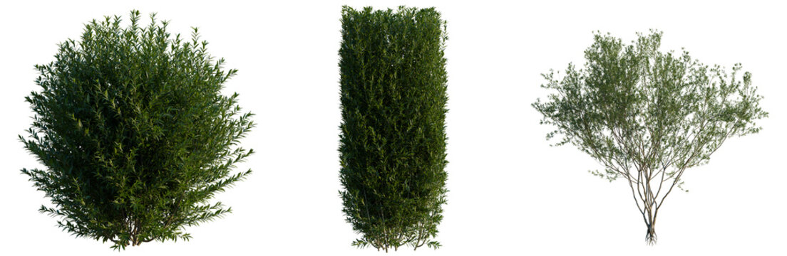 Ligustrum vulgare tree, elevation, front view, cutout, transparent background, isolate, Three Green Trees with Different Shapes &ndash; Round, Tall Column, and Spreading Form - Stock Photo