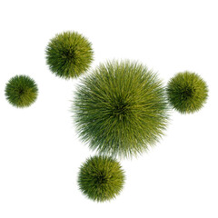 Obraz premium Festuca gautieri tree plan, top view, cutout, transparent background, isolate, Stylized Green Spheres - Abstract Plant Elements for Design and Creative Projects