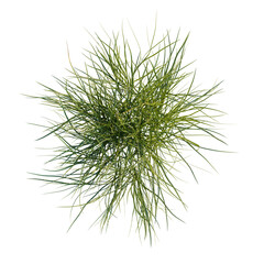 Obraz premium Festuca glauca tree plan, top view, cutout, transparent background, isolate, Dense tuft of green ornamental grass isolated on black background, studio shot