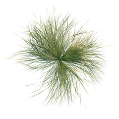 Fototapeta premium Festuca glauca tree plan, top view, cutout, transparent background, isolate, Dense Green Tillandsia Xerographica Air Plant on Black Background, Elegant Tropical Decor